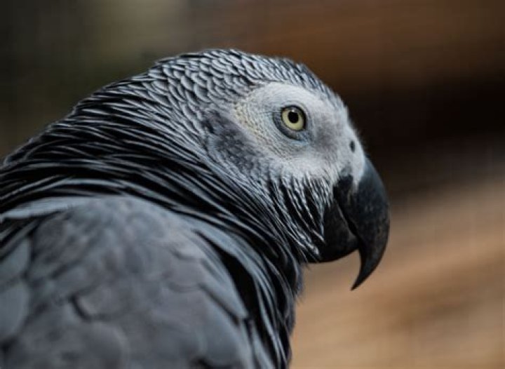 Are African grays loud?