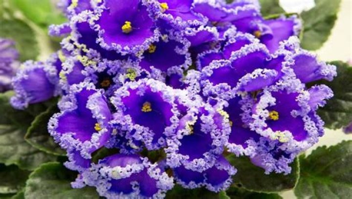 Are African violets safe for dogs?