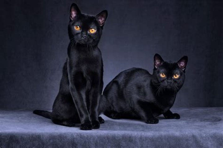 Are all black cats rare?