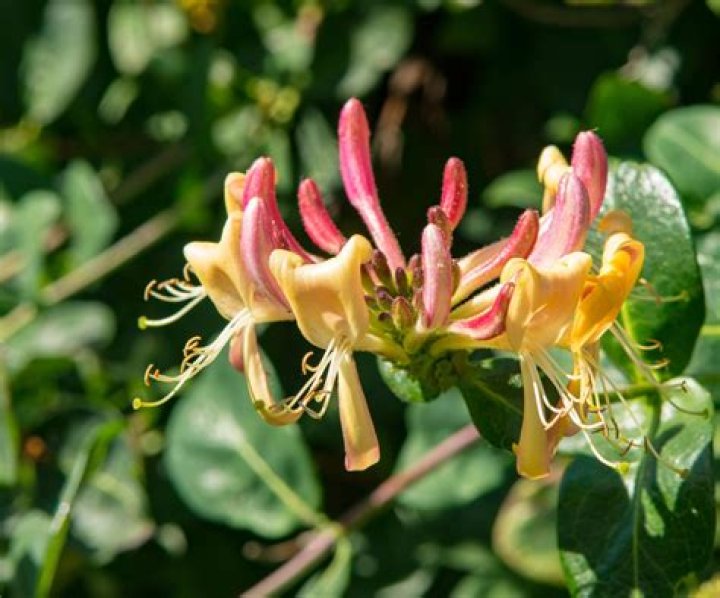 Are all honeysuckles fragrant?