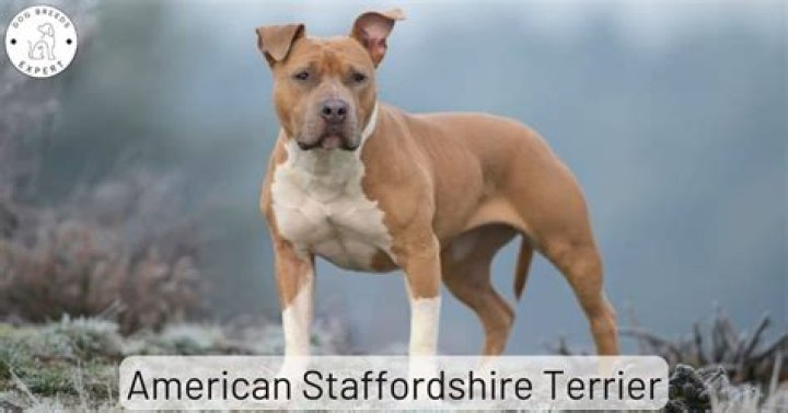 Are American Staffordshire terriers banned?