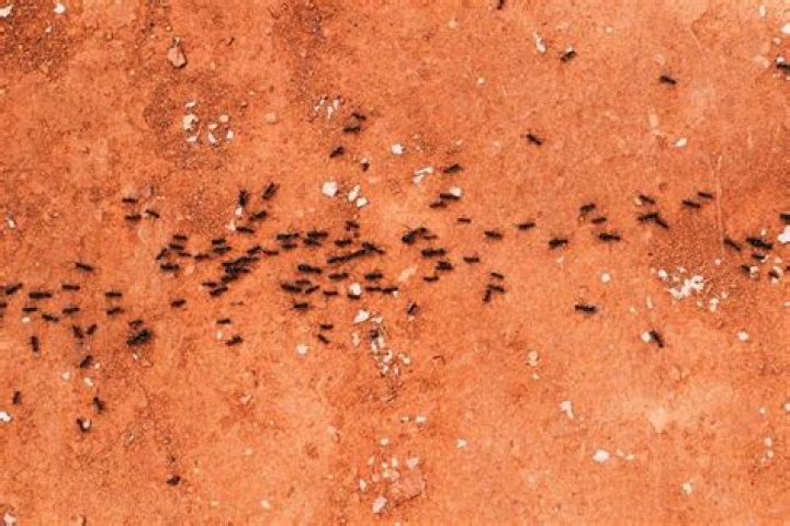 Are ants attracted to diatomaceous earth?