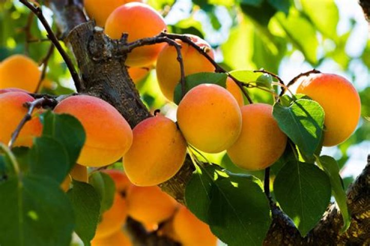 Are apricots summer or winter fruit?