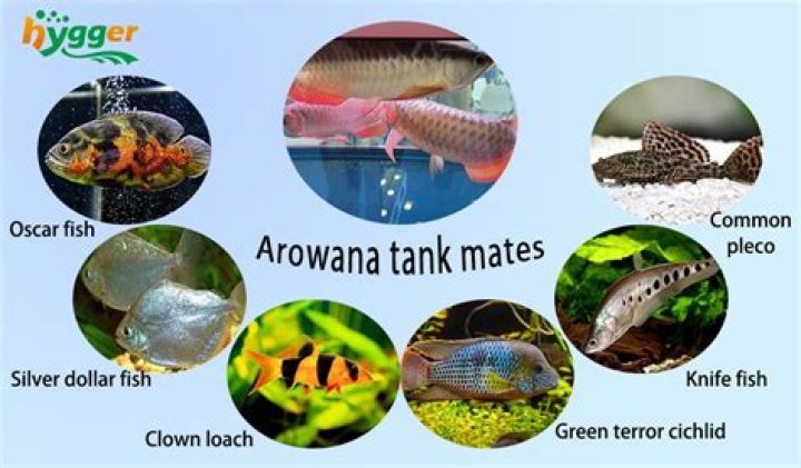 Are Arowana edible?