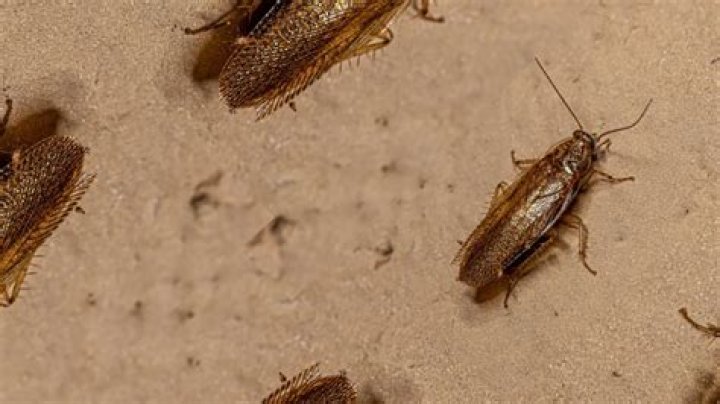Are Asian cockroaches dangerous?