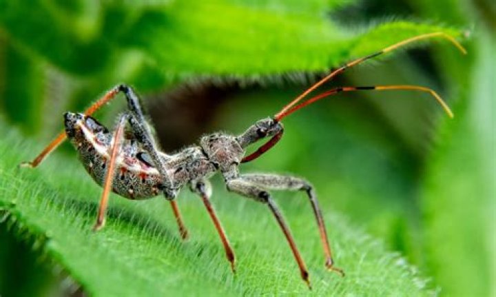 Are assassin bugs in the UK?