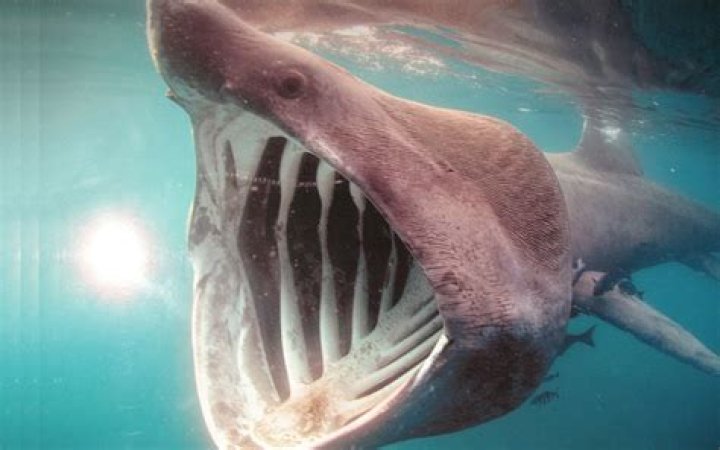 Are basking shark cold blooded?