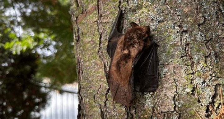 Are bats protected in Minnesota?