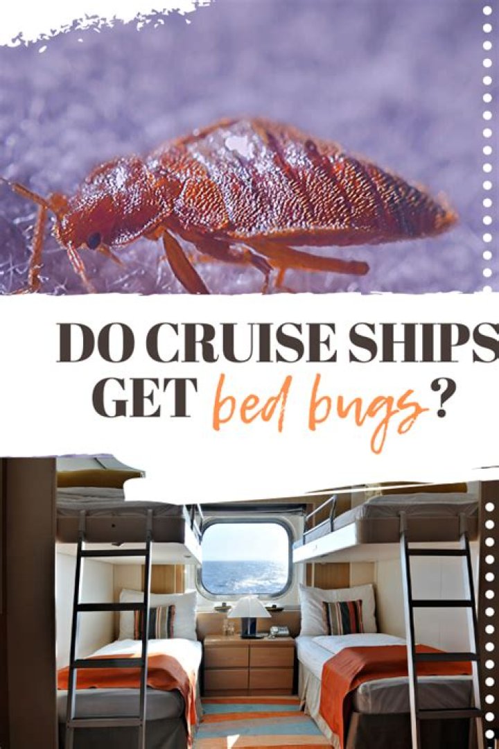 Are bed bugs common on cruise ships?