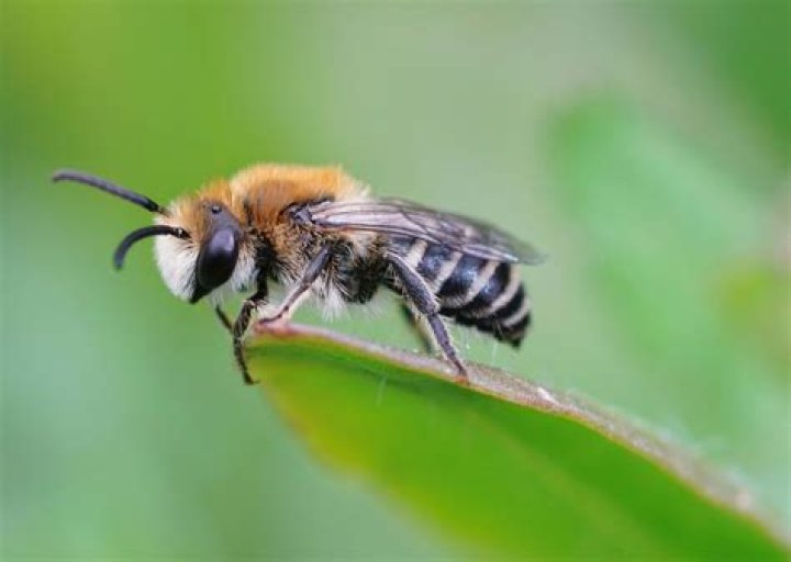 Are bees animals or insects?