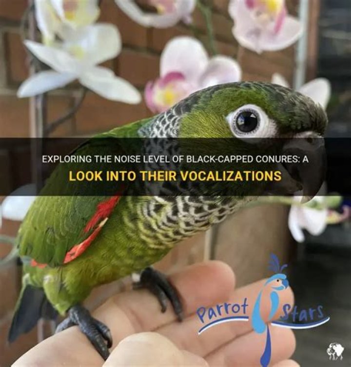 Are black capped conures loud?