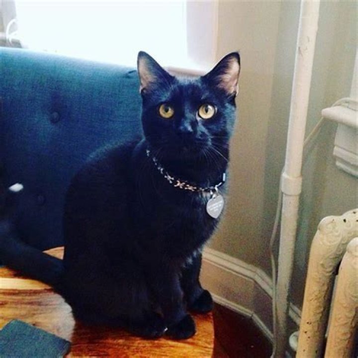Are black cats the most affectionate?