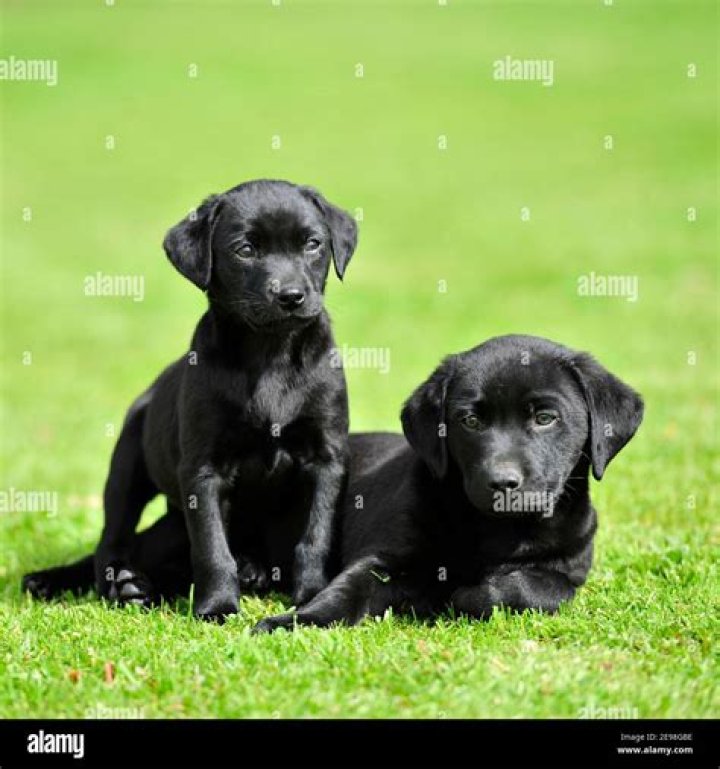Are black Lab puppies easy to train?