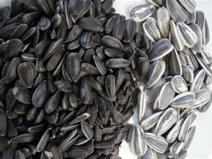 Are black oil sunflower seeds good for horses?