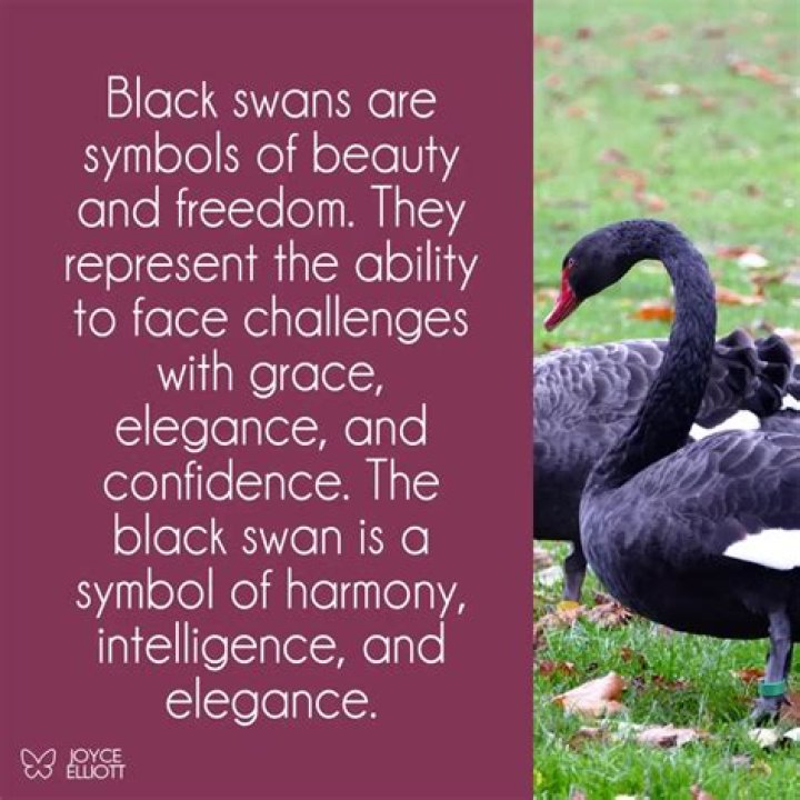 Are Black Swans Good luck?