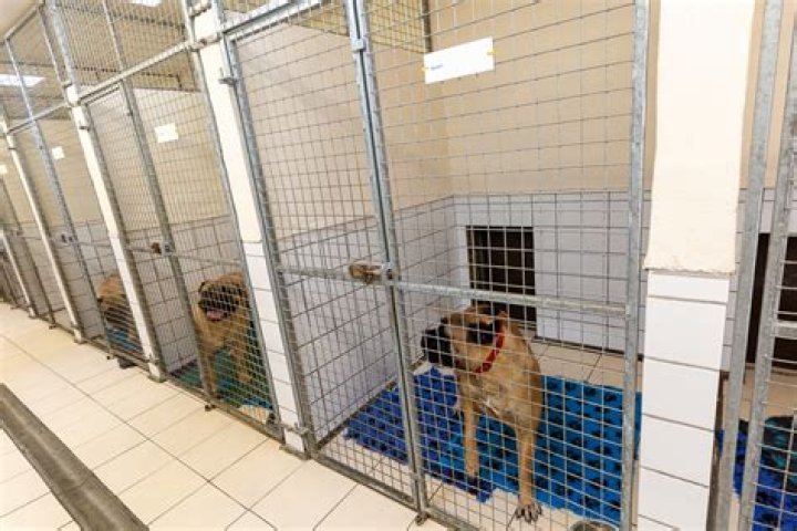 Are Boarding Kennels profitable?