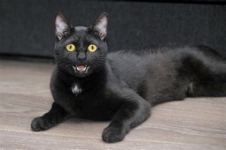 Are Bombay cats vocal?