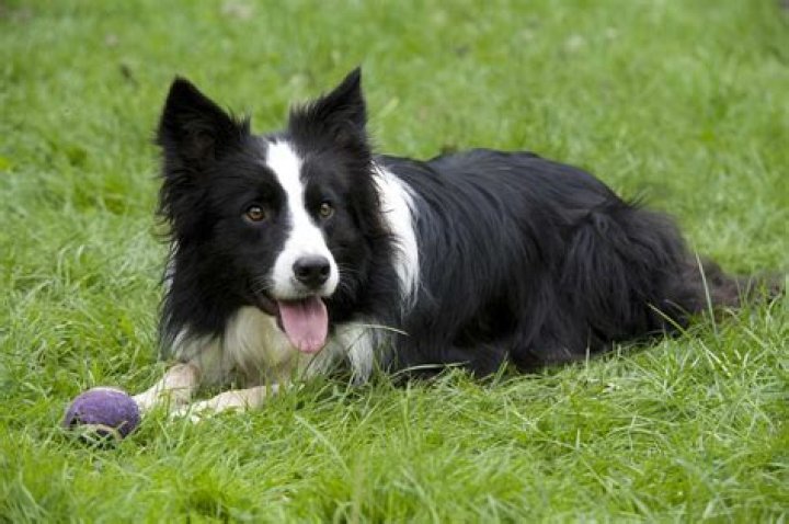 Are border collies the smartest dog in the world?