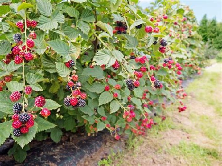 Are Brambles carnivorous?