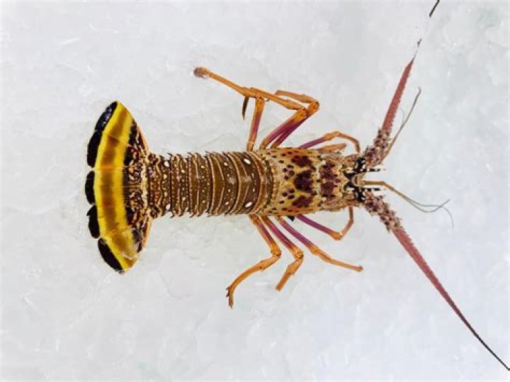 Are Brazilian lobster tails cold water?