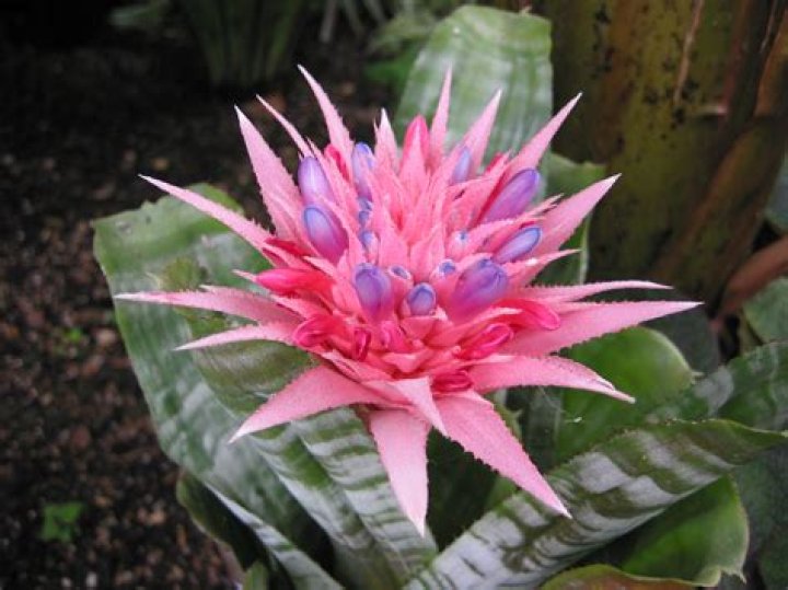 Are bromeliads native to Australia?