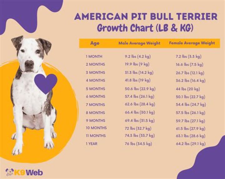 Are bully pitbulls healthy?
