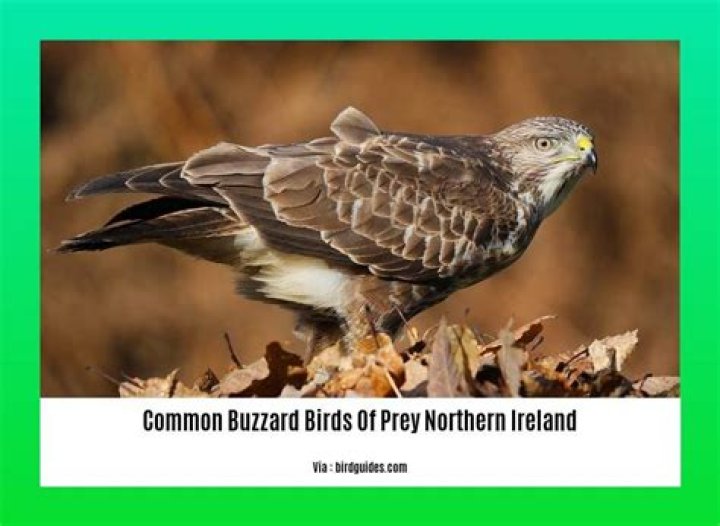 Are Buzzards common in Ireland?