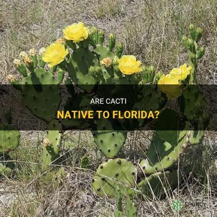 Are cactus native to Florida?