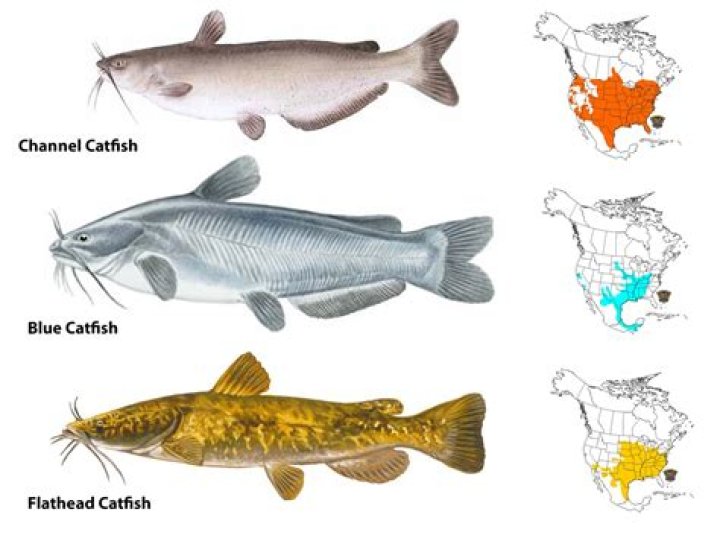 Are catfish an invasive species?
