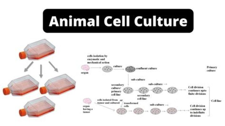 Are cell cultures in vivo?