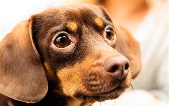 Are Chihuahua dachshund mixes hypoallergenic?