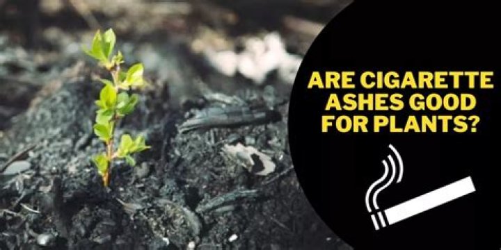 Are cigarette ashes good for plants?