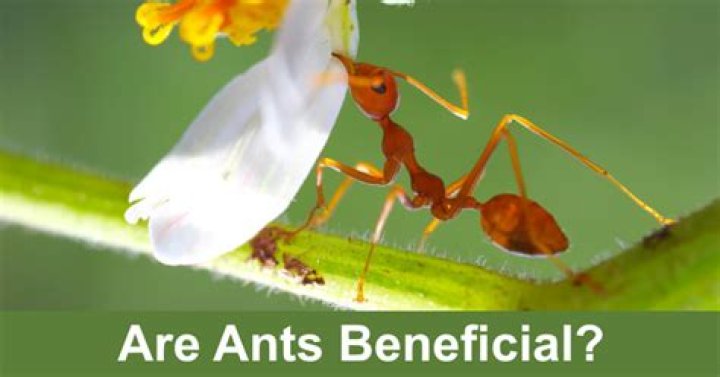 Are citronella ants beneficial?