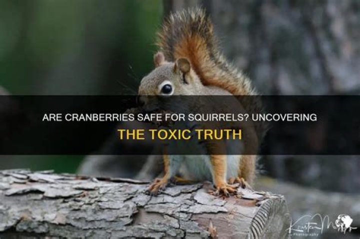 Are cranberries poisonous?