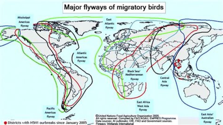 Are crows migrating?