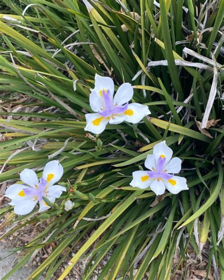 Are dietes grandiflora poisonous?