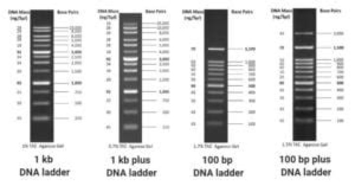Are DNA ladders commercially available?