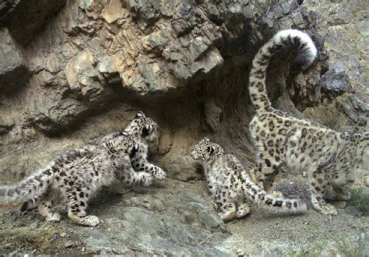 Are dogs afraid of leopards?