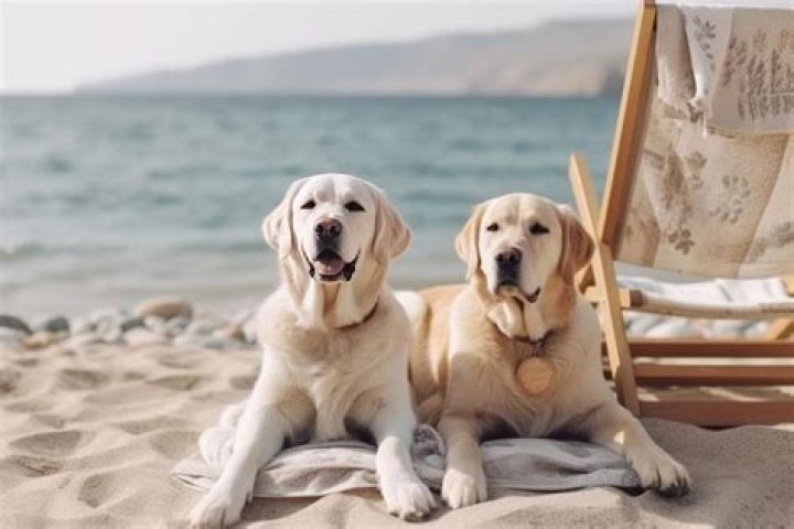 Are dogs allowed on beaches in CT?