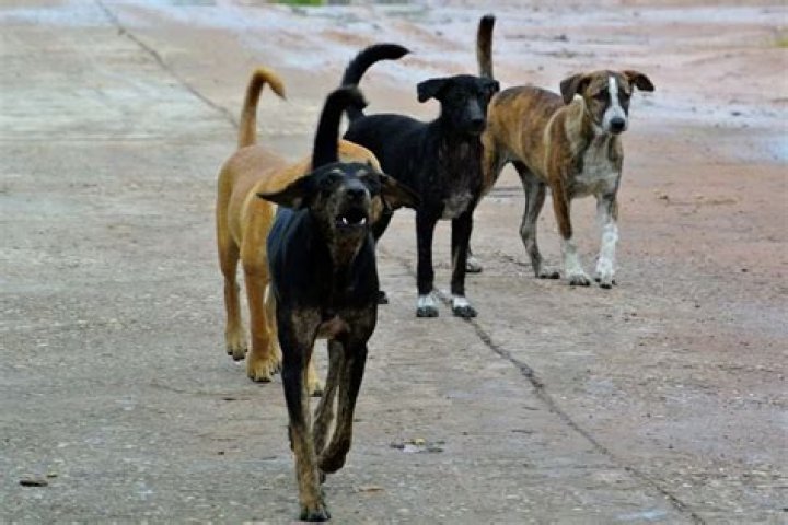 Are dogs in Bali dangerous?