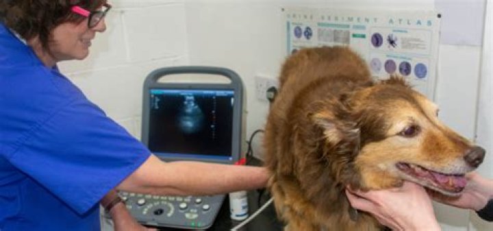 Are dogs sedated for ultrasounds?