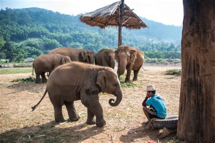 Are elephant sanctuaries safe?