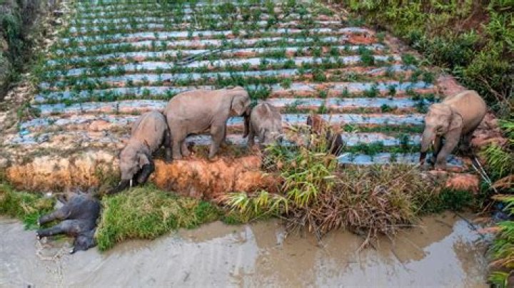 Are elephants in China?
