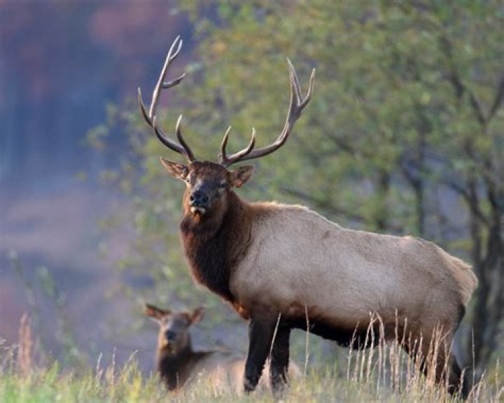 Are elk hides durable?