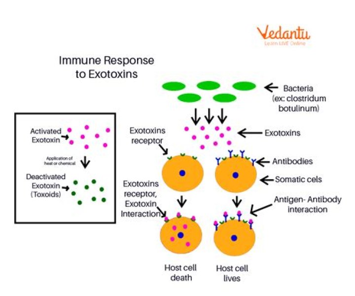 Are endotoxins heat stable?