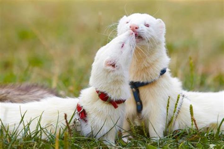 Are ferrets affectionate with their owned?