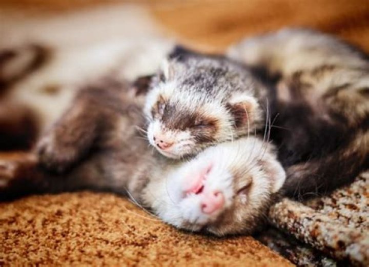 Are ferrets related to dogs?
