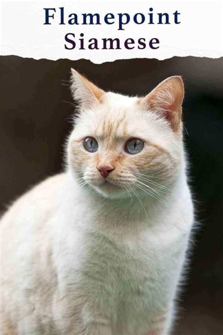 Are flame point Siamese always male?
