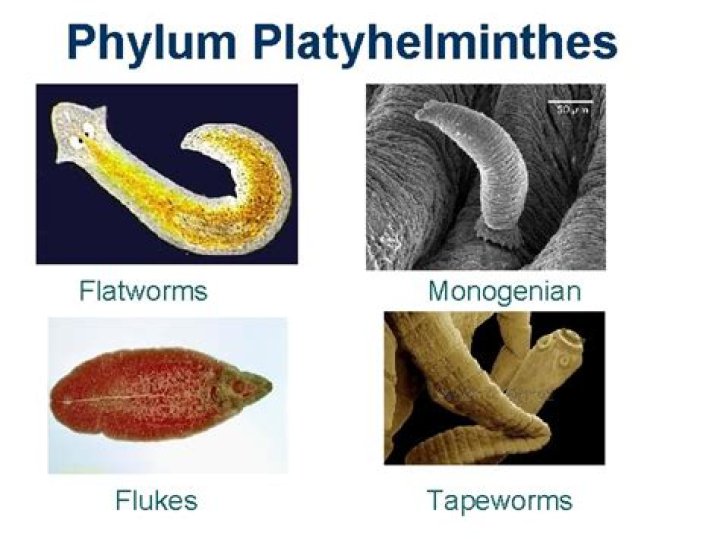 Are flukes tapeworms?