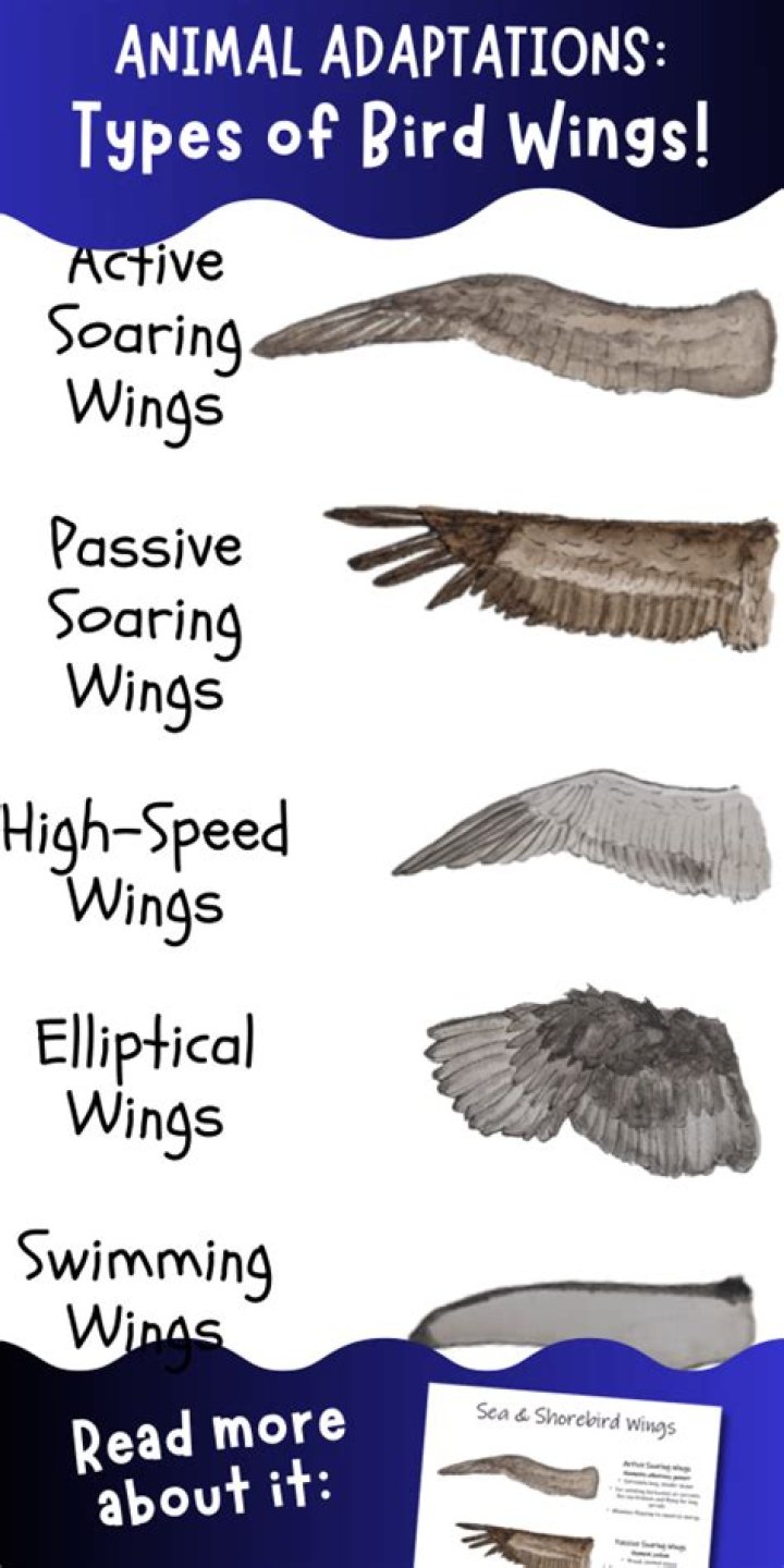 Are Flying Wings good for beginners?